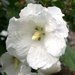 Hibiscus, zamosita alba (Hibiscus William R Smith)